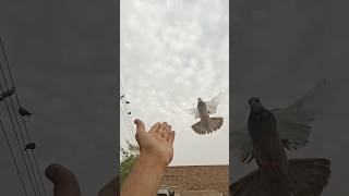 Kabootar ki video ❤️ Kabootar video 🔥 Pigeon video shorts pigeon viral kabootar [upl. by Fidel]