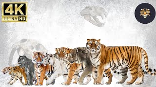 Tiger Species size Comparison LIVING EXTINCT [upl. by Nilla]