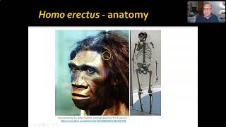 ANTHR 1Ch 1103 Homo erectus ergaster [upl. by Adnomal666]