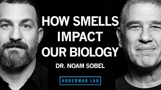 Dr Noam Sobel How Smells Influence Our Hormones Health amp Behavior  Huberman Lab Podcast [upl. by Enirak]