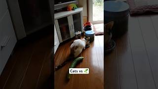 Cats Vs Cucumbers 🤣 [upl. by Eural565]