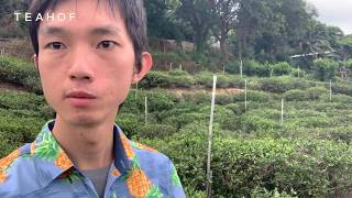 Teahof佳樂水驚！為什麼海邊有這種植物！港口茶是什麼？ [upl. by Ainorev]