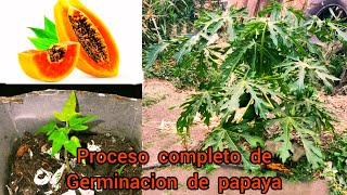 De Semilla a árbol Cómo Germinar semillas de papaya paso a pasomisplantitas [upl. by Lucic227]