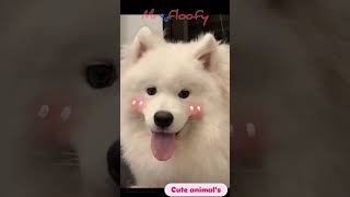 Why Samoyeds Are the Fluffiest Dogs [upl. by Mclain]