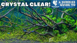 The Clearest Water In Your Aquarium Easy How To A Dummies Guide To Clear Water [upl. by Novyar]