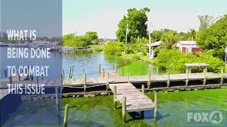 Green algae water in Southwest Florida [upl. by Aekerly]