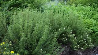 Dasiphora fruticosa  Shrubby Cinquefoil [upl. by Aihsemek]