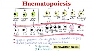 Haematopoiesis  Handwritten notes [upl. by Oliva]