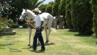 RANCHO LOS LAURELES HUANDACAREO MICH SEMENTAL AMERICANO 100 [upl. by Hildie290]