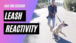 Watch huge leash reactivity improvements with my method [upl. by Archy200]