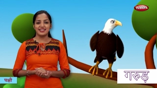 Bird Names in Hindi  हिंदी में पक्षीयों के नाम सीखे  Hindi Bird Names For Children [upl. by Cirded]