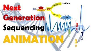 Next Generation Sequencing  NGS  Animation [upl. by Sivi726]