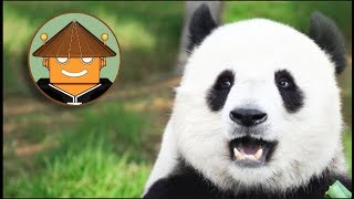 QUÉ PASA CON LOS PANDAS I Mini documental [upl. by Velvet]