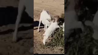 Targhee sheep Fainting goat Boer goat Girgentana [upl. by Atiuqehs]