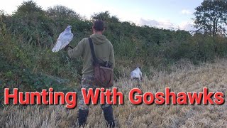 Hunting With Goshawks For [upl. by Krasner980]