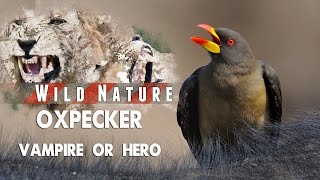 Oxpecker – Hero or Villain  WILD NATURE [upl. by Esilehs]