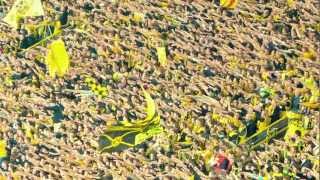 Und schon wieder Deutscher Meister BVB  Zum Titel 2012 [upl. by Aicila]