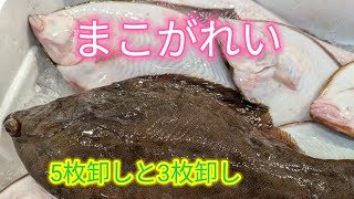 魚の捌き方まこがれい5枚卸しと3枚卸し [upl. by Eustache]