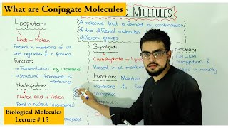 conjugated molecules  Lipoprotein Glycolipid Glycoprotein Nucleoprotein [upl. by Anayet931]