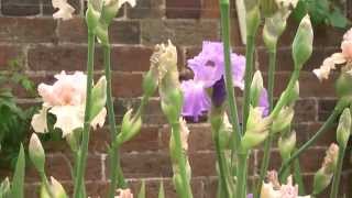 Irises at Doddington Hall [upl. by Inaj]