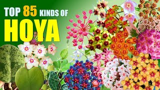 TOP 85 HOYA PLANT VARIETIES  HERB STORIES [upl. by Hope475]