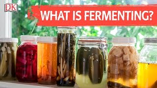 What is Fermenting [upl. by Merceer]