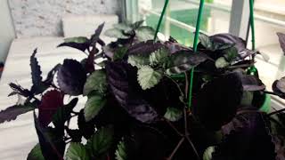 How to Grow amp Care of Red IvyHemigraphis alternate Red flame Ivy [upl. by Mosi]