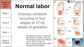 Normal labor ordinary delivery [upl. by Tri]