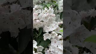 Kalmia latifolia [upl. by Shorter]