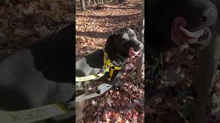 Tanner goes for a walk shelterdogs greensboro [upl. by Belia]