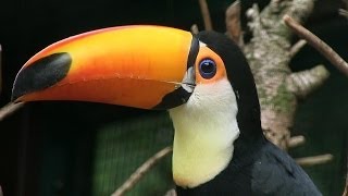 VOGEL DES MONATS MAI  Riesentukan  Toco Toucan  WeltVogelpark Walsrode [upl. by Shaina668]