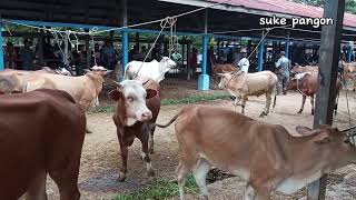 sapi brahman limosin simental sapi lucu sapi joget lembu jinak di pasar hewan [upl. by Aalst]