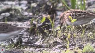 Temminck’s Stint  Panama Flats Victoria BC  11052024 [upl. by Falcone]