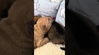 Two Little Shar Peis  Sweet Sleeping Duo ❤️️ puppy sharpei [upl. by Raine]