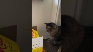 Funny Cats 2 Cats1 Box Tabby Swats Siamese [upl. by Cartwright]