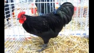 ZwergAustralorps Australorp Bantam Australorp naine Exposition Avicole Kembs [upl. by Pedaiah]