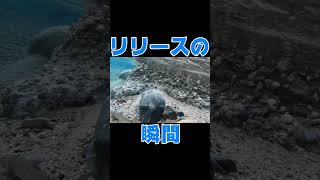 魚と別れる瞬間、ホントは寂しい！？ [upl. by Nac425]