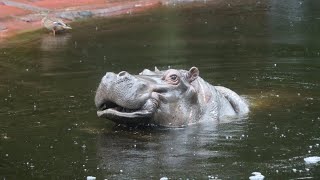 Nijlpaarden Hermien en Imani Hippos  Zoo Antwerpen 2024 [upl. by Nasus721]