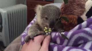 koala joeys most adorable home video of all time [upl. by Eissim]