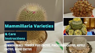 Mammillaria species amp Mammillaria Cactus Care Tips  Cacti Plants Profiles [upl. by Yelrihs]