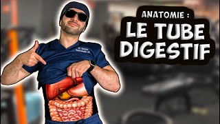 ANATOMIE  L’APPAREIL DIGESTIF 🍖 [upl. by Naujad193]