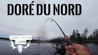 4k  Immense Doré du Nord  Big Walleye [upl. by Sacksen]