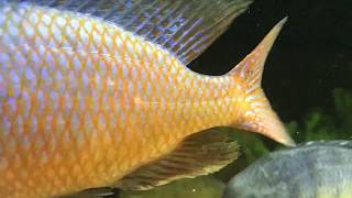 Sciaenochromis fryeri OBMC RAREampbeautiful fish [upl. by Lattimer]