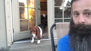 Our Bossy Basset Hound [upl. by Akina]