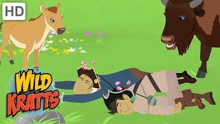 Wild Kratts  Chasing Food in the Animal Kingdom [upl. by Noseimaj]