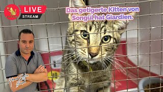 Das getigerte Kitten von Songül hat Giardien [upl. by Quartana]