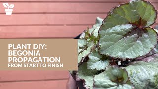 Begonia Propagation from Start to Finish  Begonia Soil Propagation  Begonia Water Propagation [upl. by Sallad966]