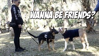 German Shepherd Meets PitBull for the first time [upl. by Odie]