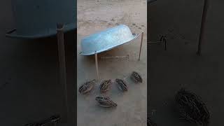 Brilliant effective quail trap animaltrap shorts quail [upl. by Flossie]