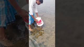 Amazing village fishing video [upl. by Victory]